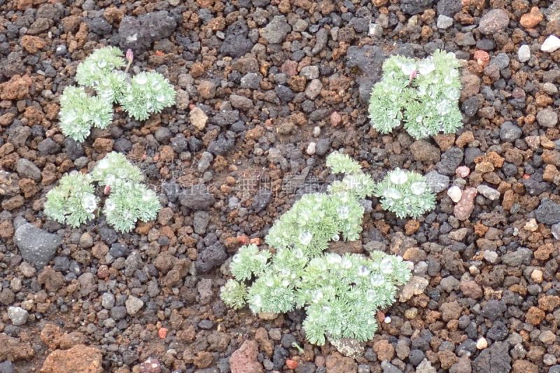 秋田駒ケ岳 焼森 コマクサ