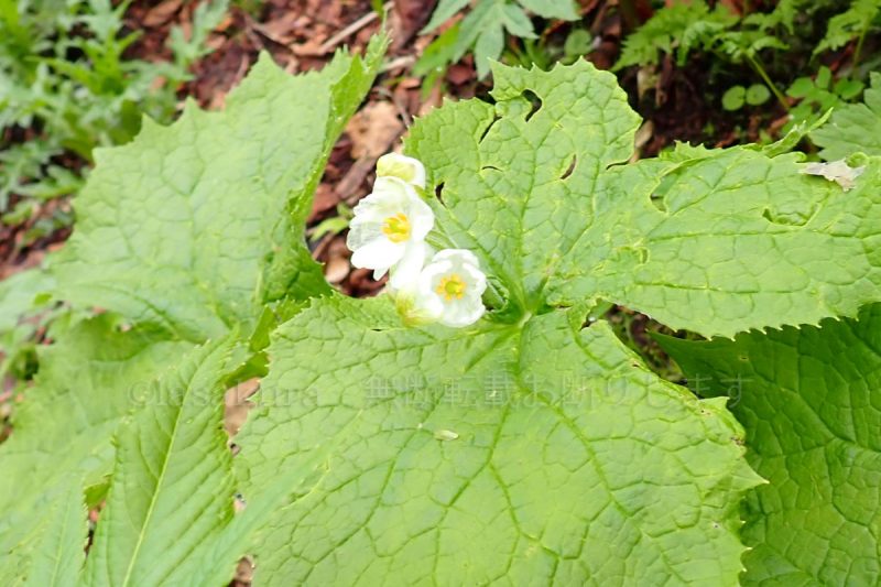 秋田駒ケ岳 サンカヨウ