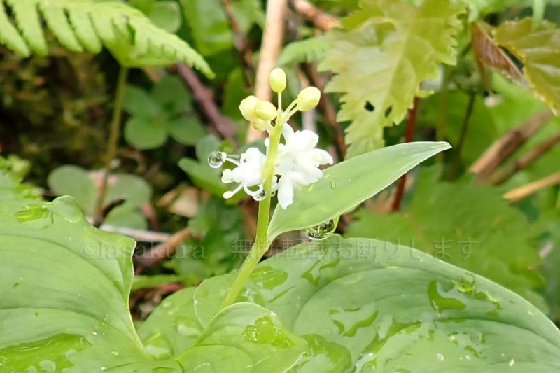 秋田駒ケ岳 マイヅルソウ