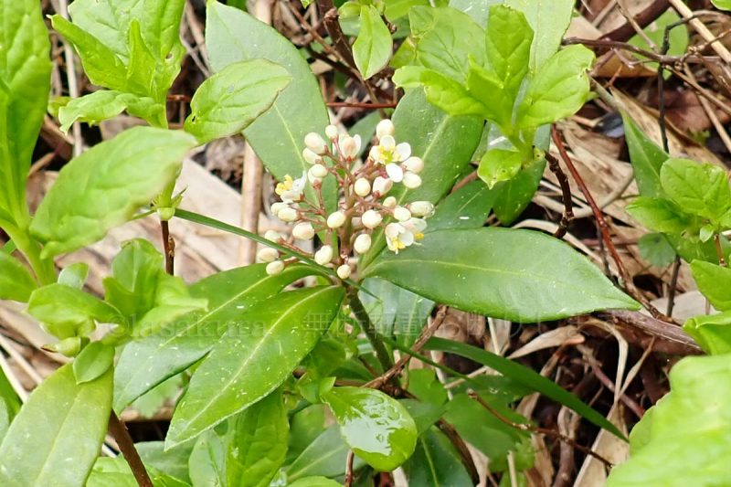 秋田駒ケ岳 イソツツジ