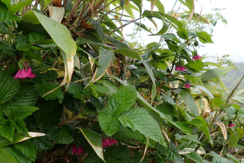八幡平 ベニバナイチゴ
