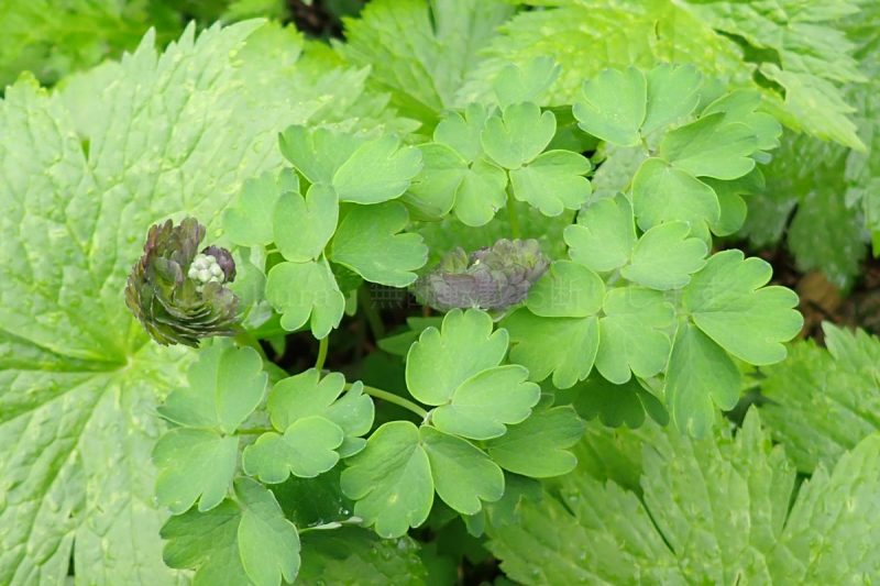 八幡平 ミヤマカラマツ