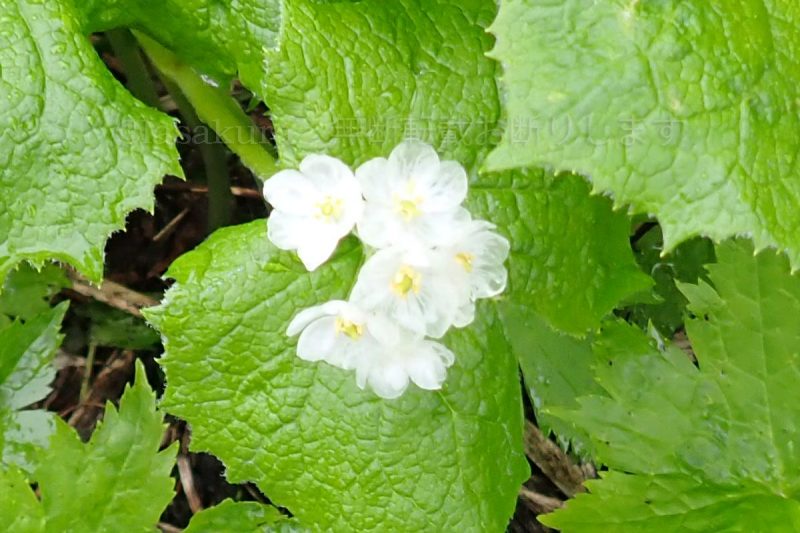 八幡平 サンカヨウ