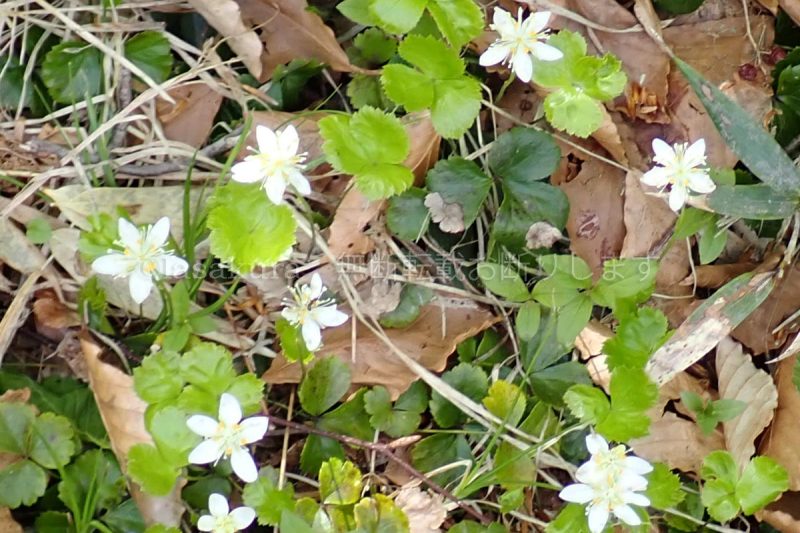 森吉山 ミツバオウレン