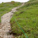 森吉山チングルマ