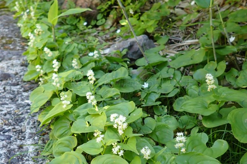 栗駒山 マイヅルソウ