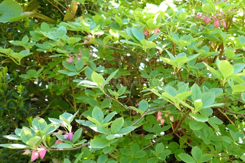 栗駒山 ウラジロヨウラク