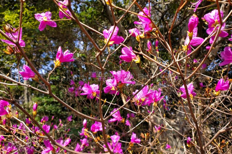 芦屋市 城山 コバノミツバツツジ
