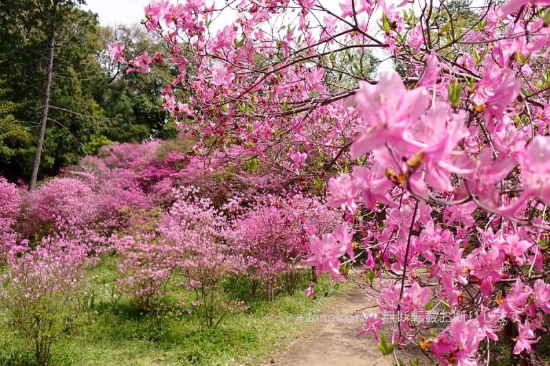 廣田神社の兵庫県天然記念物コバノミツバツツジ群落