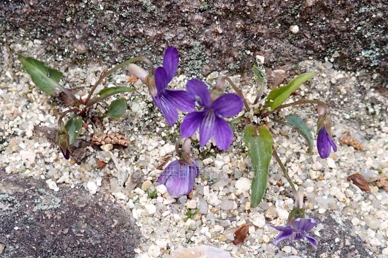 六甲山 甲山 神呪寺 ヒメスミレ