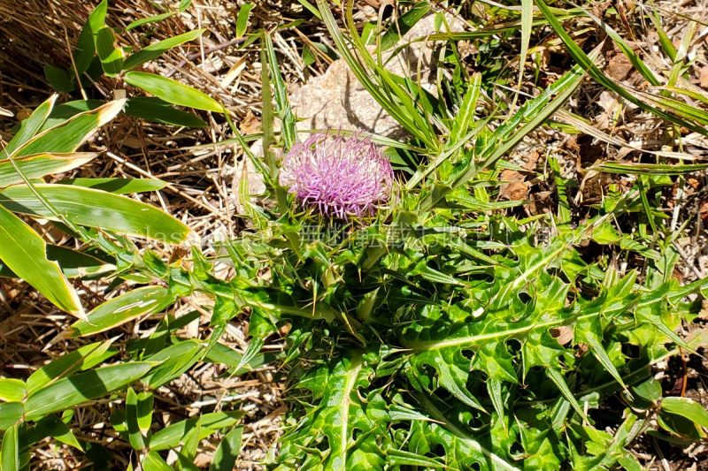 長崎県 雲仙岳 ツクシアザミ