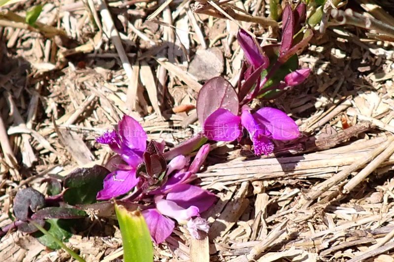 兵庫県 六甲山 東お多福山 ヒメハギ