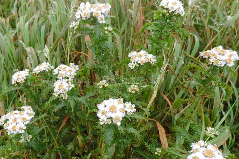 利尻山 ノコギリソウ