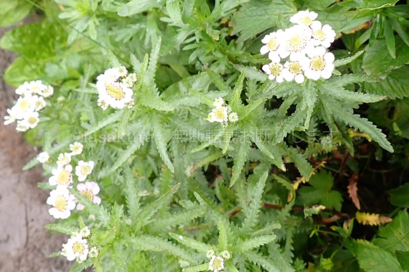 礼文島で撮影した エゾノコギリソウ