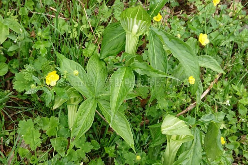 伊吹山 山頂 アオマムシグサ