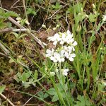 イブキハタザオ