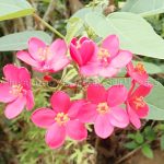 テイキンザクラ