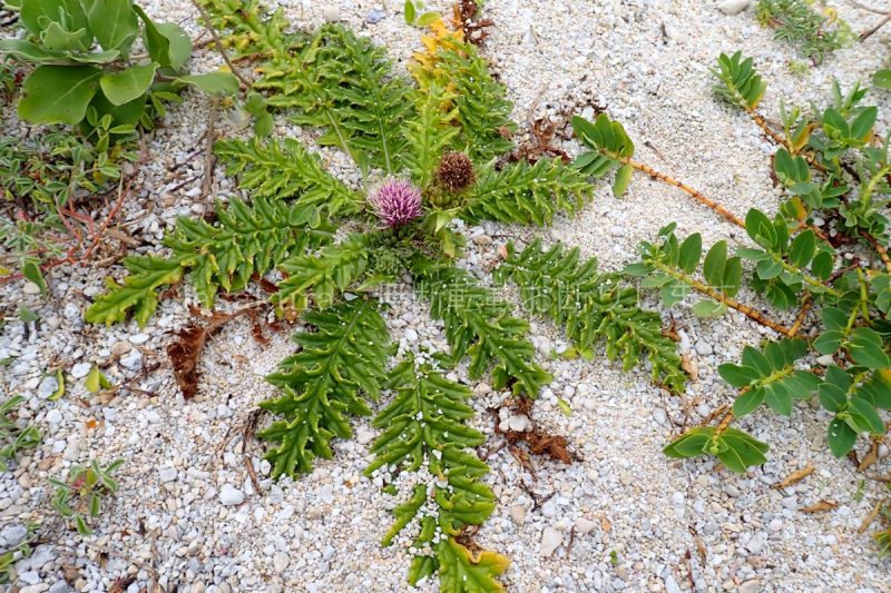 沖縄県 波照間島 イリオモテアザミ