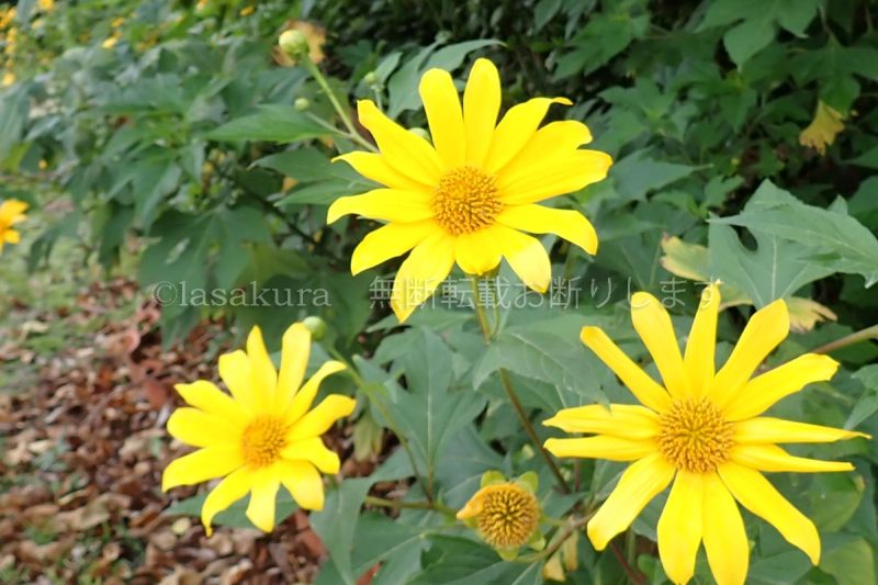 沖縄県 竹富島 ニトベギク