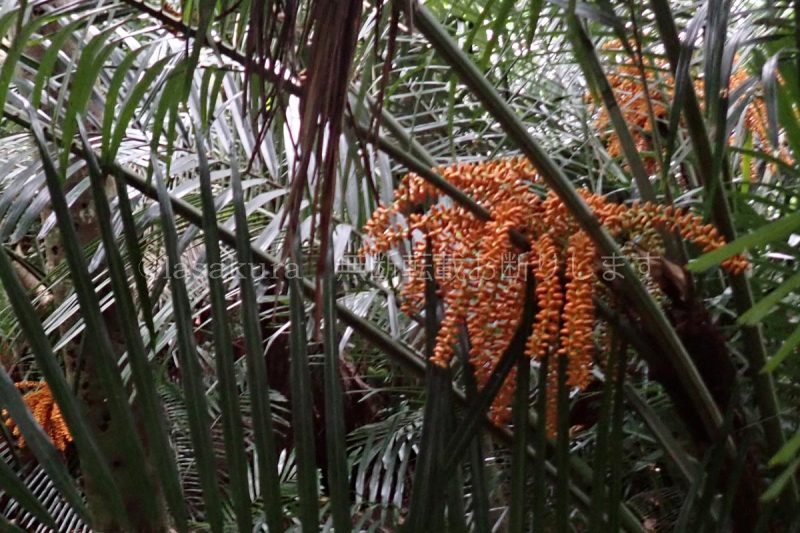 沖縄県 石垣島 米原 ヤエヤマヤシ群落 ヤエヤマヤシ
