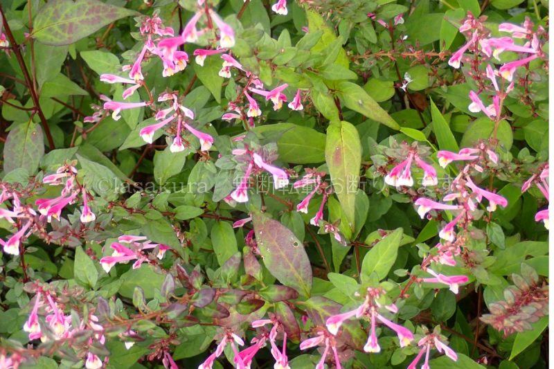 福岡県 釈迦岳 ママコナ