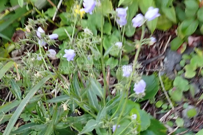 鳥海山 ハクサンシャジン
