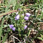 ツリガネニンジン