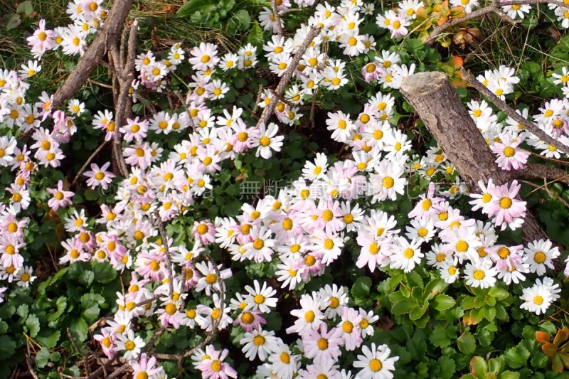 青森県 尻屋埼灯台 ハマギク