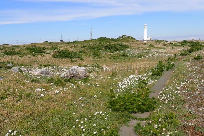 青森県 尻屋埼灯台 ハマギク