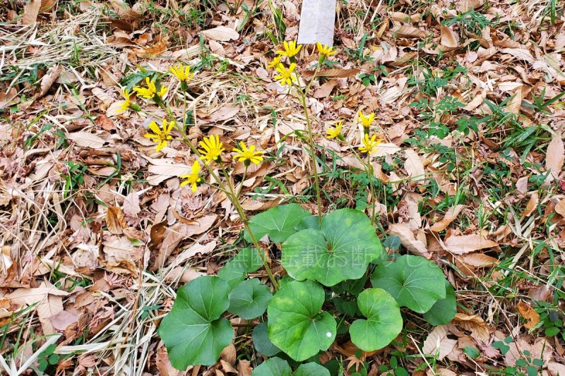 六甲山 八幡谷 ツワブキ