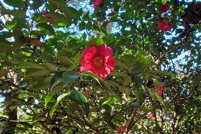 六甲山 十文字山 さざんか