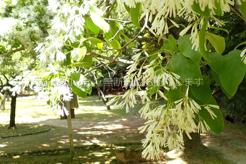島根県 松江城 裏庭 ヒトツバタゴ