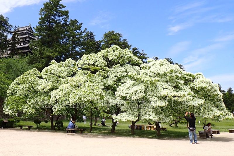島根県 松江城 二の丸 ヒトツバタゴ