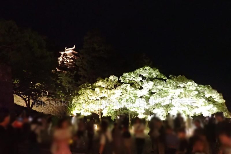 島根県 松江城 二の丸 ヒトツバタゴ ライトアップ