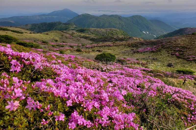 大分県 九重連山 ミヤマキリシマ