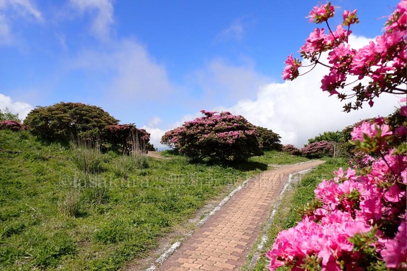 大分県 別府市 鶴見岳 ミヤマキリシマ群落