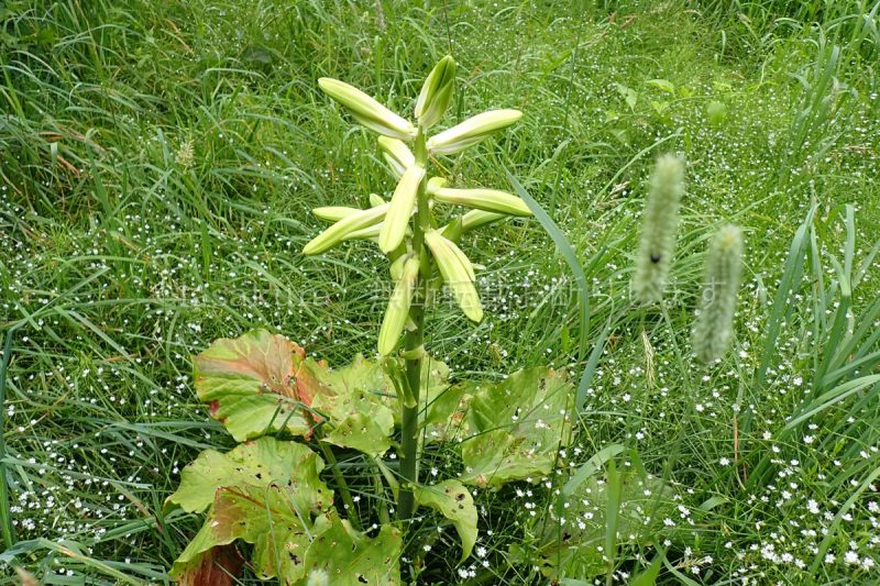 利尻島 オオウバユリ