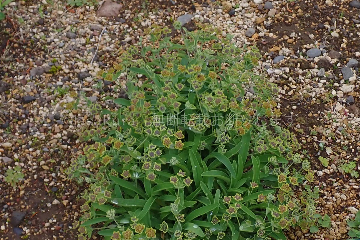 北海道 利尻島 高山植物展示園 レブンサイコ