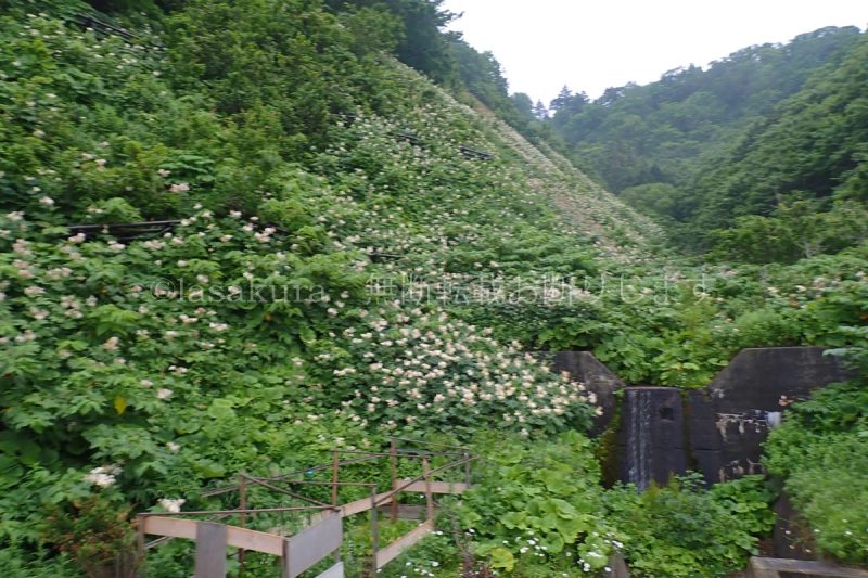 利尻島 旅館雪国の裏に群生しているオニシモツケ