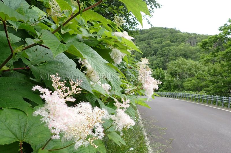 礼文島 レブンウスユキソウ群生地から香深港へ向かう途中 オニシモツケ