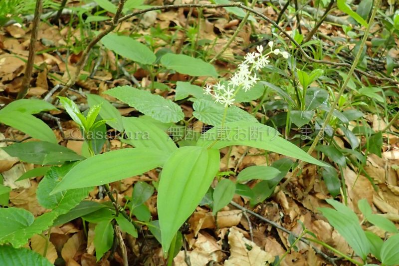 秋田県 藤里駒ケ岳 ユキザサ