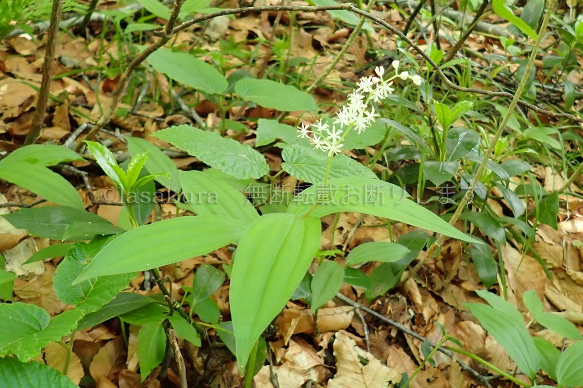 秋田県 藤里駒ケ岳 ユキザサ