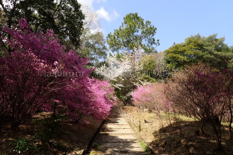 廣田神社の兵庫県天然記念物コバノミツバツツジ群落